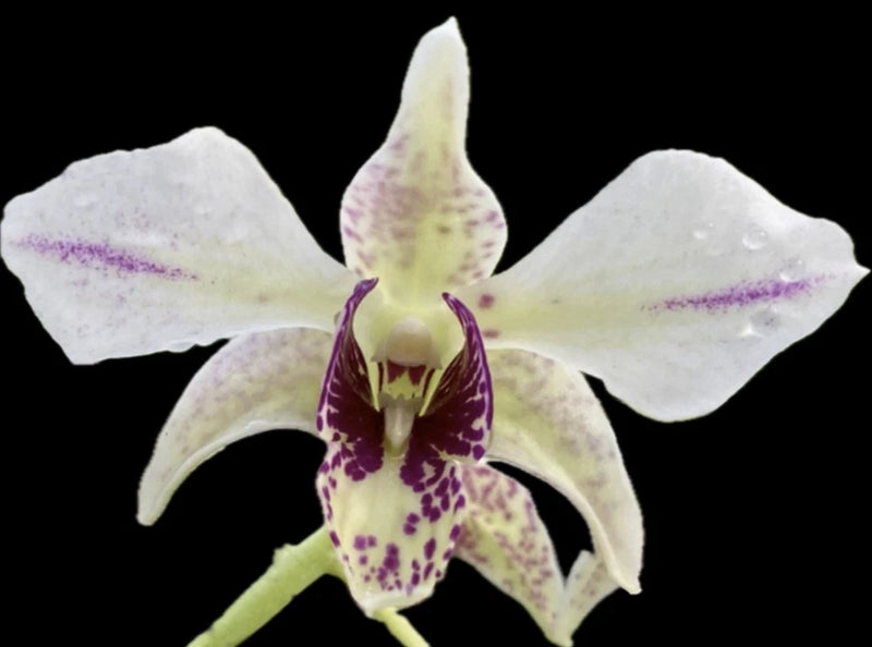 White and yellow orchid plant with purple-spotted center and wide petals