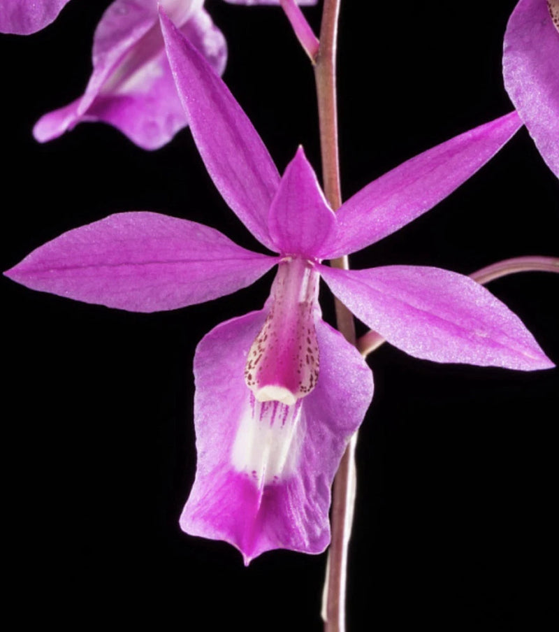 Purple and white orchid bloom on slender stem