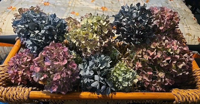 8 Dried Hydrangea, Blue, Green, Purple, Cream DIY Wedding Rustic Farmhouse Dried Flower