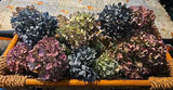 8 Dried Hydrangea, Blue, Green, Purple, Cream DIY Wedding Rustic Farmhouse Dried Flower