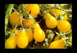 YELLOW PEAR Tomato Seeds Organically Grown Unique Creek Homestead Gardens Garden Plants