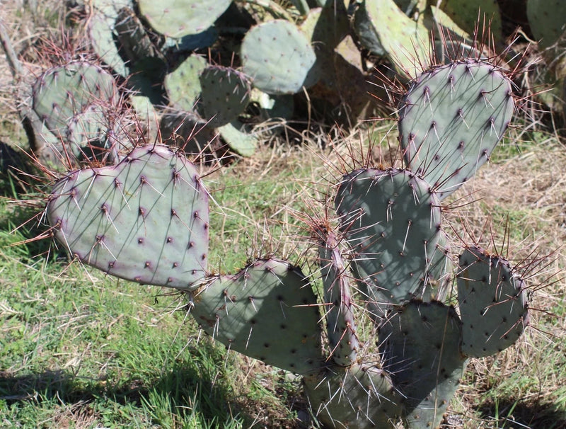 Cold Hardy, Prickly Pear,  Opuntia, Cactus, Ornamental Red Spines!!! Flowering Plants