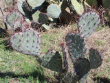 Cold Hardy, Prickly Pear,  Opuntia, Cactus, Ornamental Red Spines!!! Flowering Plants