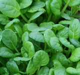 TATSOI MUSTARD SEEDS 500+ ASIAN CULINARY microgreens GARDEN salads FREE SHIPPING Garden Plants