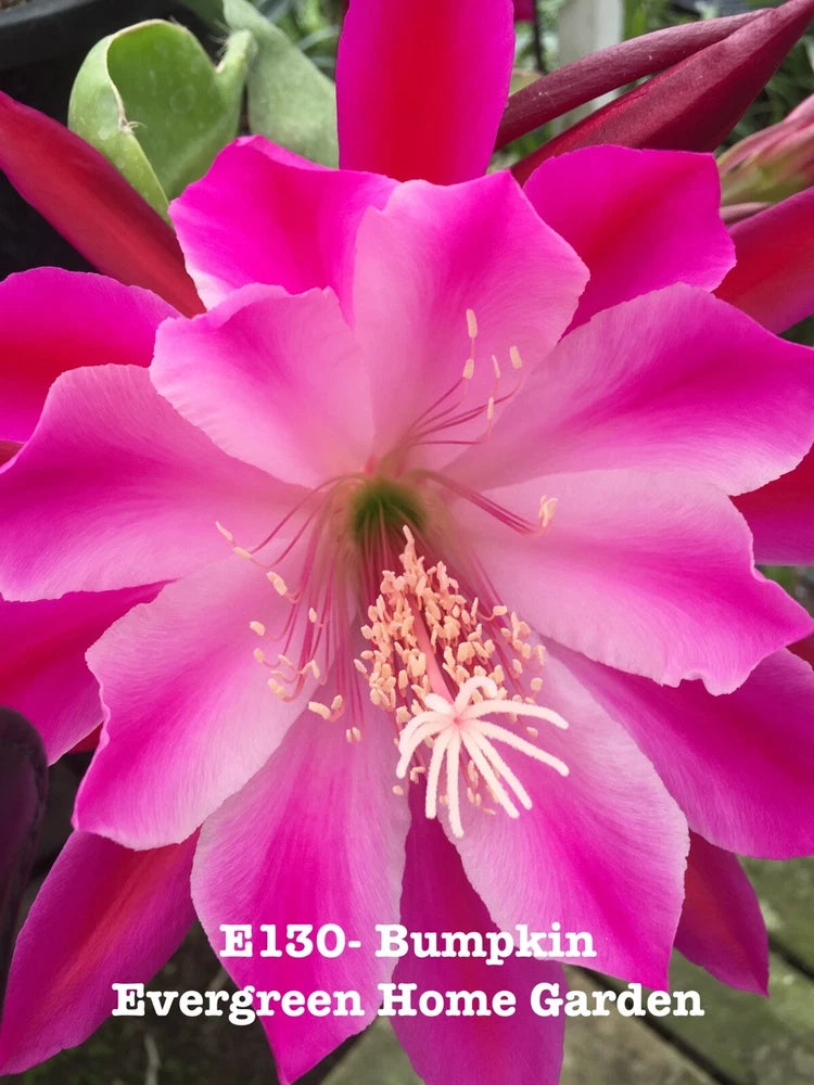 Pink epiphyllum orchid cactus bloom with green buds