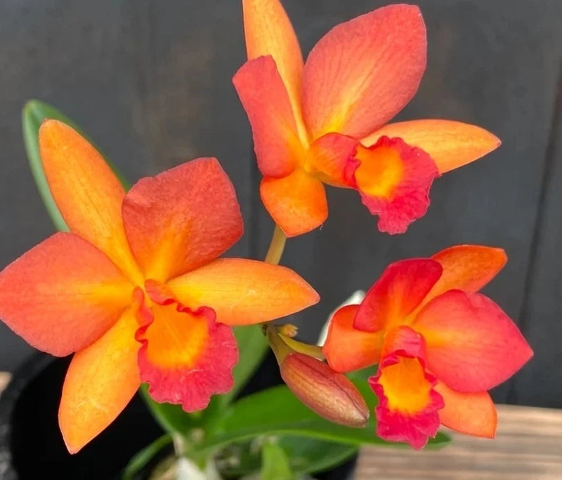 Cattleya Harmill x Ctna Why Not Blooming size cattleya orchid hybrid. Seed grown Orchids
