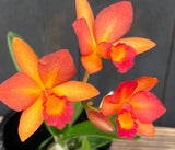 Cattleya Harmill x Ctna Why Not Blooming size cattleya orchid hybrid. Seed grown Orchids