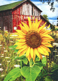 Floral ANYTIME BLANK INSIDE Card, Sunflower Farm Red Barn by Avanti + Envelope Sunflower