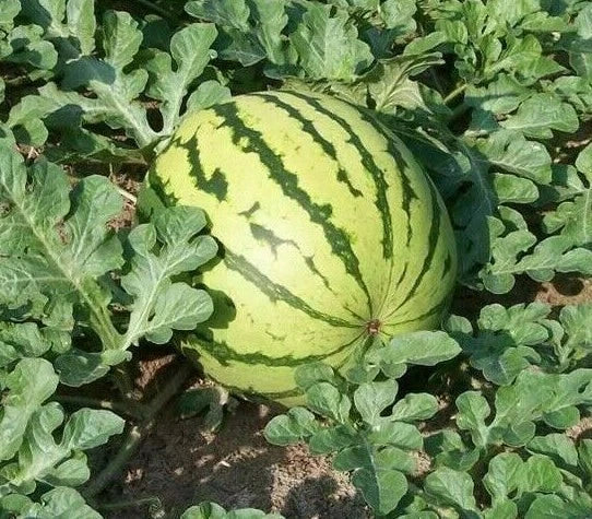 DIXIE QUEEN WATERMELON SEEDS 20+ garden FRUIT AVG WT 30-50 LBS FREE SHIPPING Garden Plants