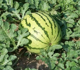DIXIE QUEEN WATERMELON SEEDS 20+ garden FRUIT AVG WT 30-50 LBS FREE SHIPPING Garden Plants