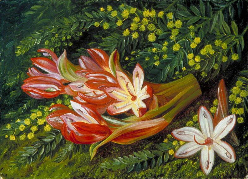 Marianne North Australian Spear Lily and Acacia 1880 17"x 22" Archival Art Print Lily