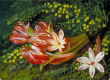 Marianne North Australian Spear Lily and Acacia 1880 17