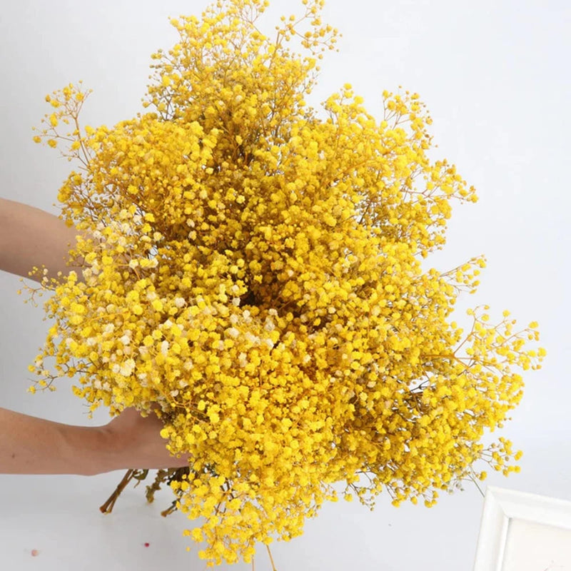 Dried baby's breath bouquet with dense yellow tiny blooms, full round bunch
