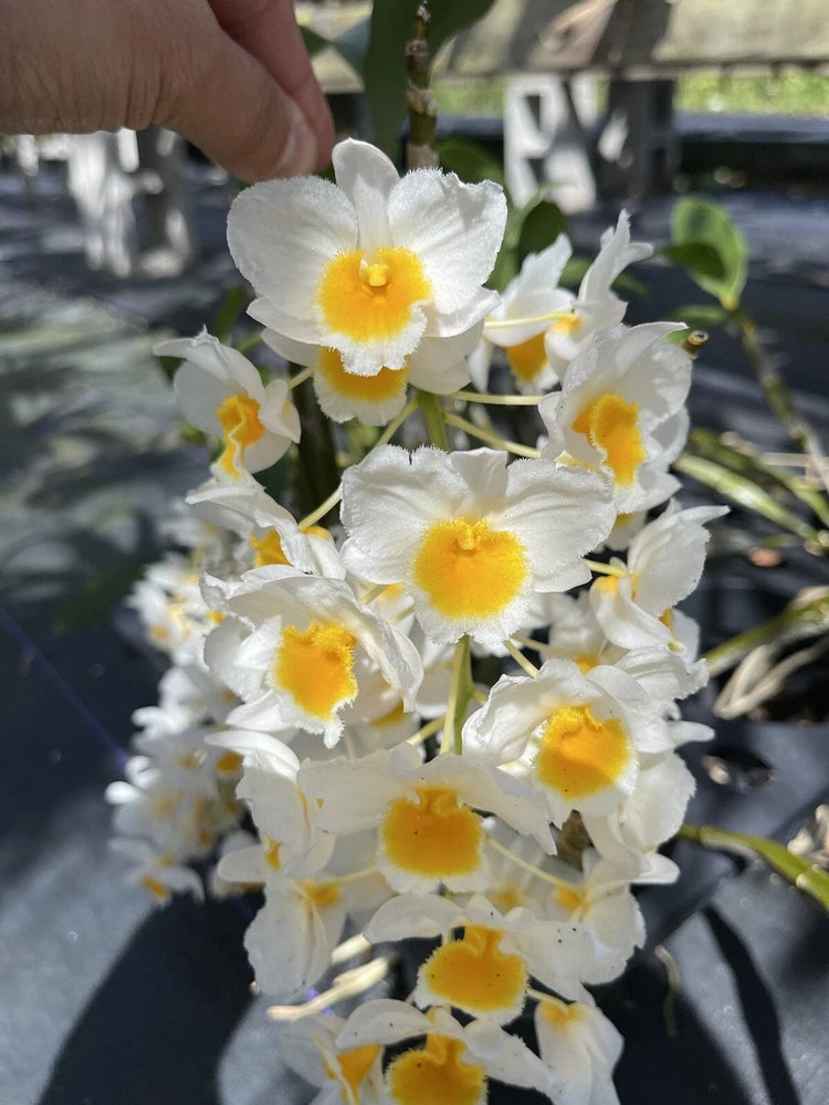 White orchid flowers with yellow centers on a green stem