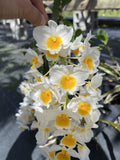 Dendrobium Farmeri Orchids