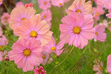 20 APRICOTTA COSMOS Bipinnatus Apricot & Rose Pink Bicolor Flower Seeds Flowering Plants