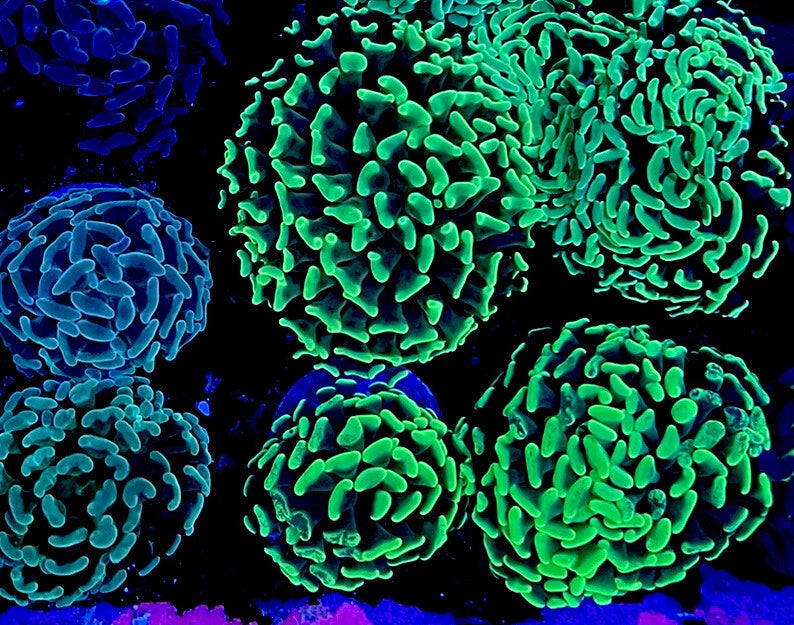 Australian Branch Hammer Corals- Pot Luck- Live Coral Healthy Single Heads Anemone