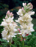2- Tuberose Bulbs The Pearl 12/14 CM Bulb  Fragrant Polianthus Flowering Plants