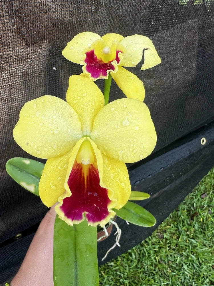 Yellow orchid flowers with magenta centers and green stems in a small bouquet