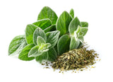 500+ Italian Oregano Seeds | Non-GMO | Heirloom | Fresh Garden Seeds from USA Garden Plants