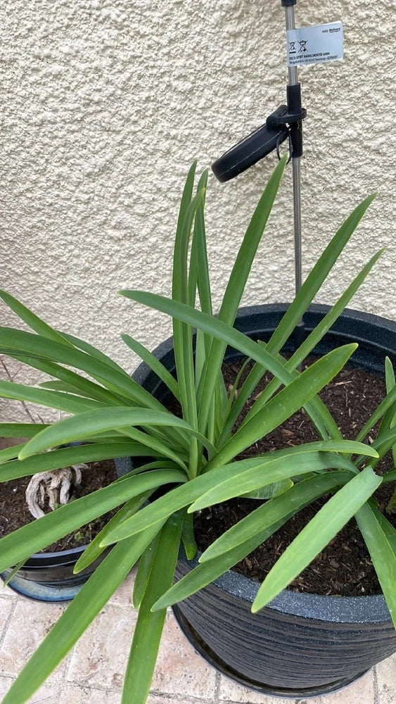 Potted orchid plant in blue-gray textured pot with long green strap leaves