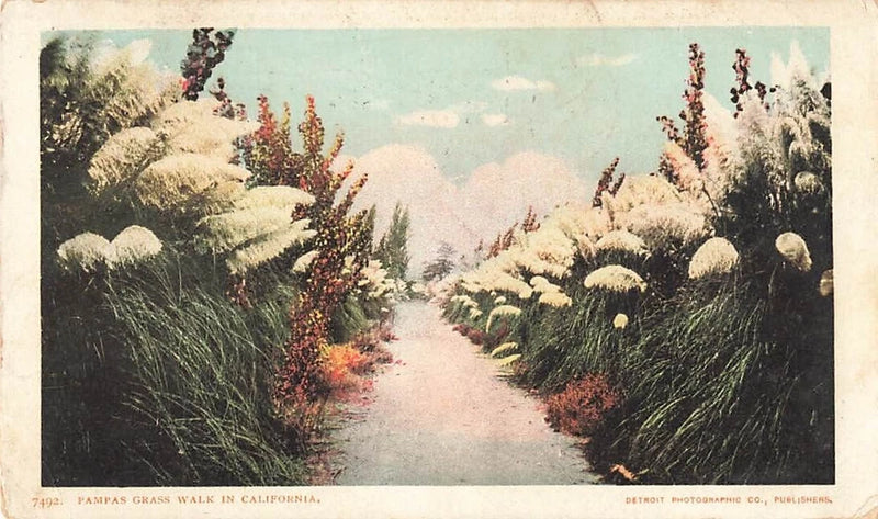 Postcard Pampas Grass Walk California CA UDB 1906 Pampas Grass