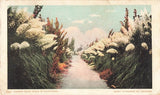 Postcard Pampas Grass Walk California CA UDB 1906 Pampas Grass