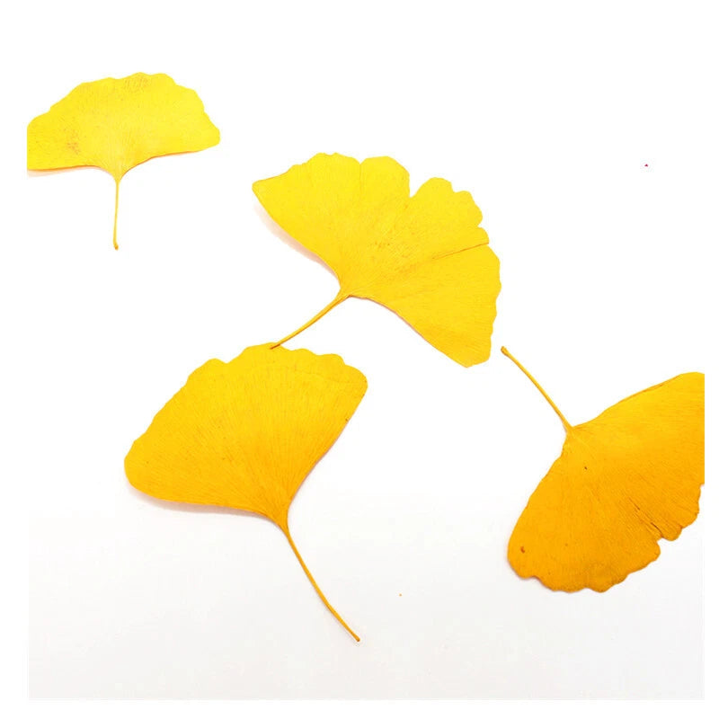 Pressed ginkgo leaves set, yellow dyed leaf pieces with stems for crafts