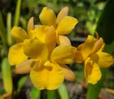Ctna Why Not 'Makana Ke Akua' AM/AOS x self Rare yellow color form Orchids