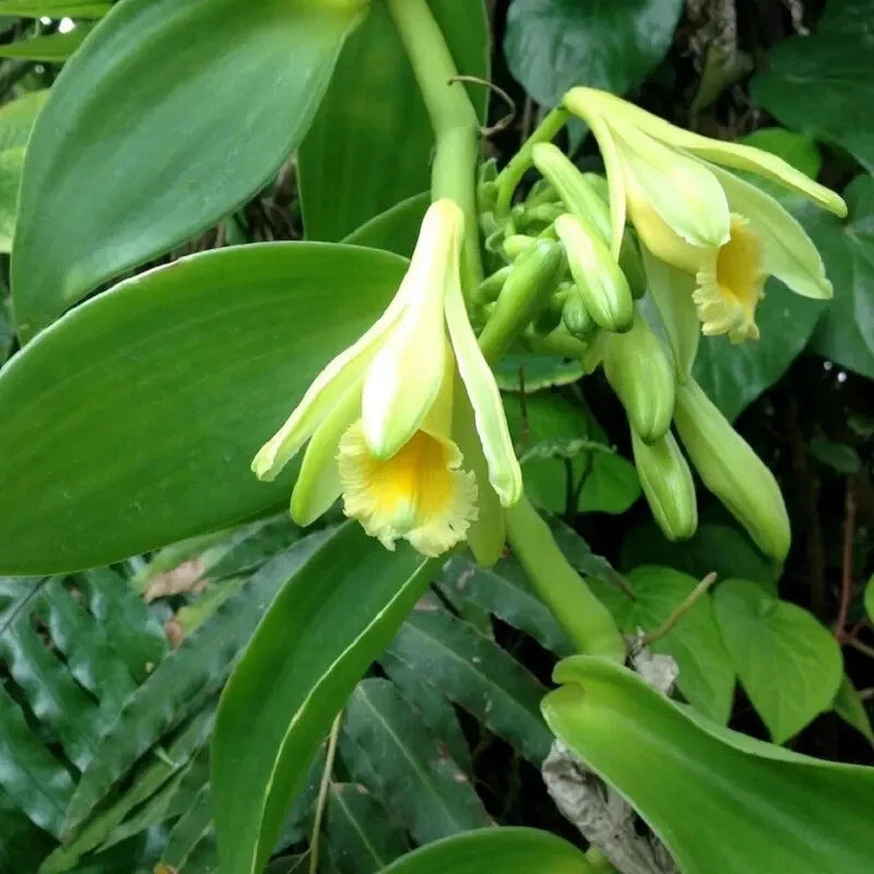 Vanilla orchid plant with green leaves and pale yellow flower buds