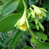 live orchid plants for sale Vanilla Planifolia species Orchids