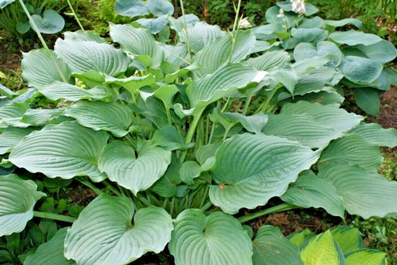 20 KOMODO DRAGON HOSTA SEEDS Flowering Plants