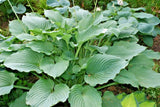 20 KOMODO DRAGON HOSTA SEEDS Flowering Plants