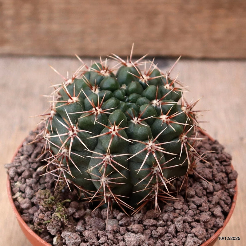 D7730 GYMNOCALYCIUM BALDIANUM pot10-H7-W6,5 cm MaMa Cactus Green Plant