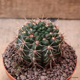 D7730 GYMNOCALYCIUM BALDIANUM pot10-H7-W6,5 cm MaMa Cactus Green Plant