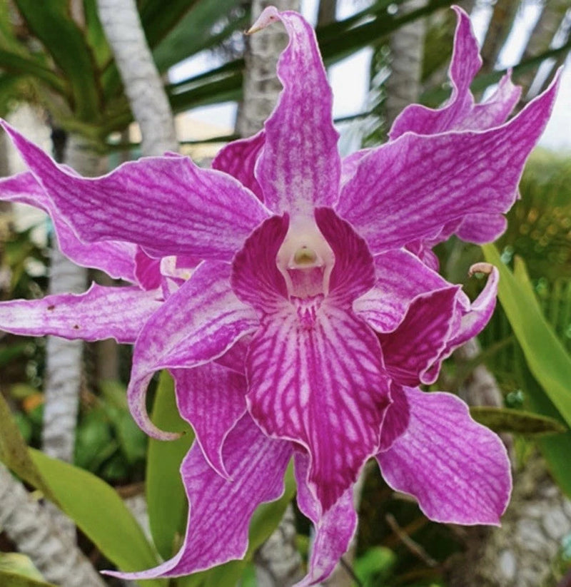 Purple striped Dendrobium orchid bloom with open petals