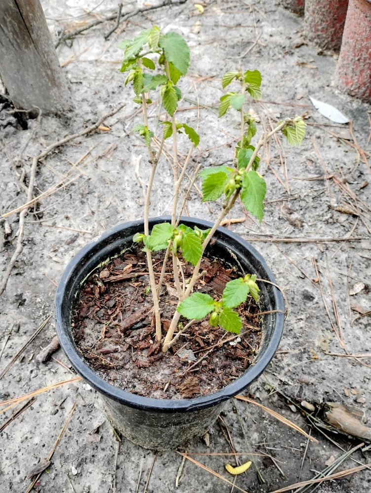 Hazelnut bush plant in 1-gallon pot with green leaves