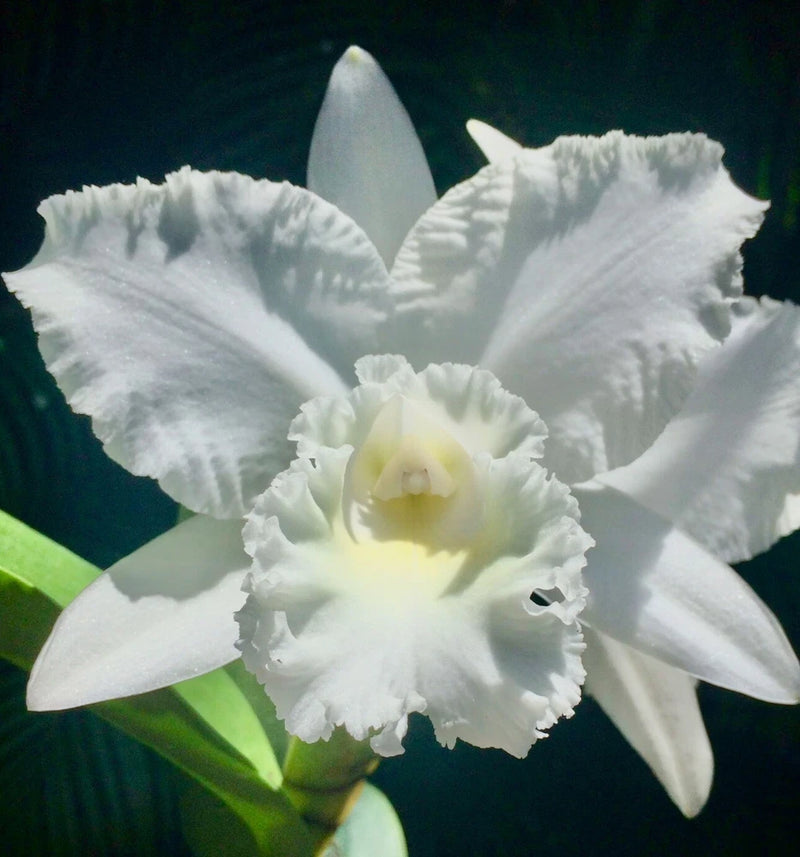 Cattleya white orchid bloom with ruffled petals and green leaves