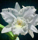 Cattleya White Reception ÒNNÓ Orchid Plant Blooming Size 4Ó FRAGRANT Orchids
