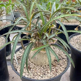 Euphorbia waringiae RareSucculent  Plant Garden DŽcor Boutique seedgrowth Garden Plants
