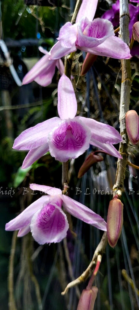 Lavender orchid flowers on a vertical stem, with fringed petals and a fuzzy center