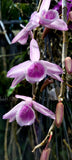 Dendrobium Mentor x Den. polyanthum         *Very Fragrant Orchids