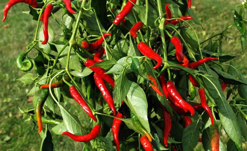 75+ CAYENNE HOT LONG RED THIN PEPPER SEEDS NON-GMO FRESH FOR YOUR GARDEN Garden Plants