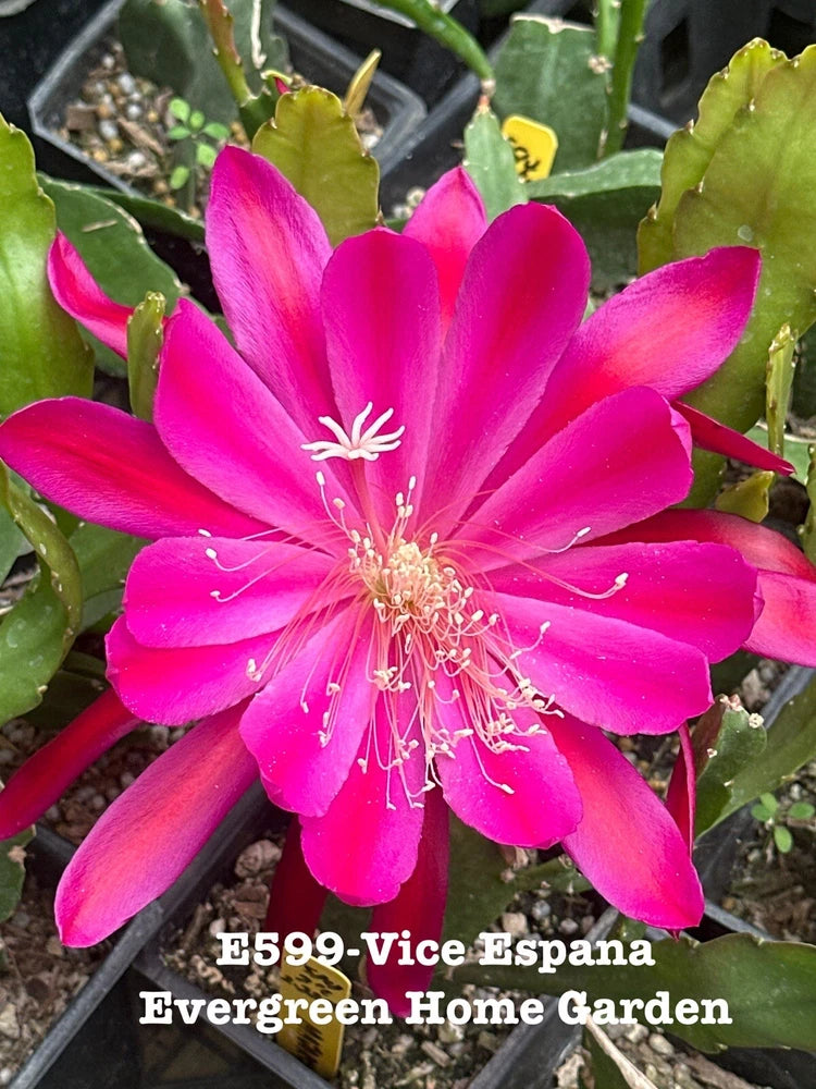Rooted epiphyllum orchid cactus in small starter pot, vivid magenta bloom