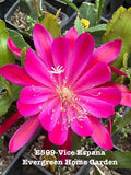 Rooted Epiphyllum Orchid Cactus ÒVive EspanaÓ Growing In 4Ó Starter pot Orchids