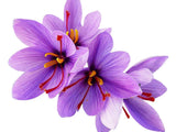 20 Jumbo Saffron Sativus Crocus Corms for Planting 2025 - Large 9/10 cm Saffron Flowering Plants