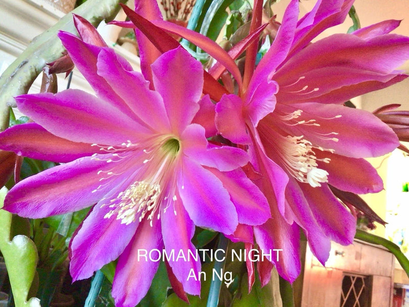 Romantic Night Epiphyllum orchid cutting with vivid magenta-pink blooms