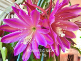 Romantic Night  epiphyllum cutting Orchids