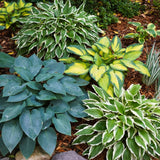 Garden State Bulb Variegated Hosta Mix Bare Roots, Shade Perennial Garden Plants