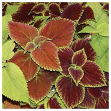 COLEUS Rainbow Mix | 500 Seeds | Shade Garden Container Houseplant Groundcovr US Garden Plants